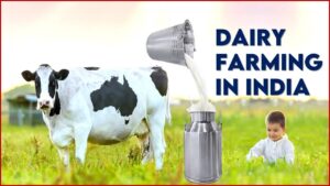 Dairy Farming Business